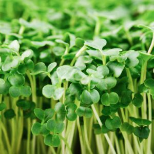 Microgreen Broccoli 4oz