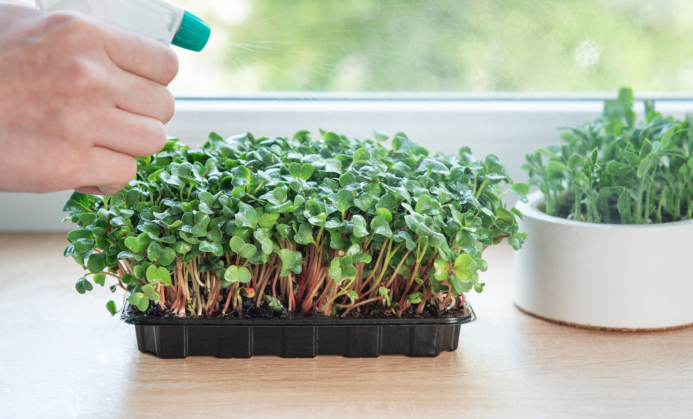 Spraying water on microgreens indoors.
