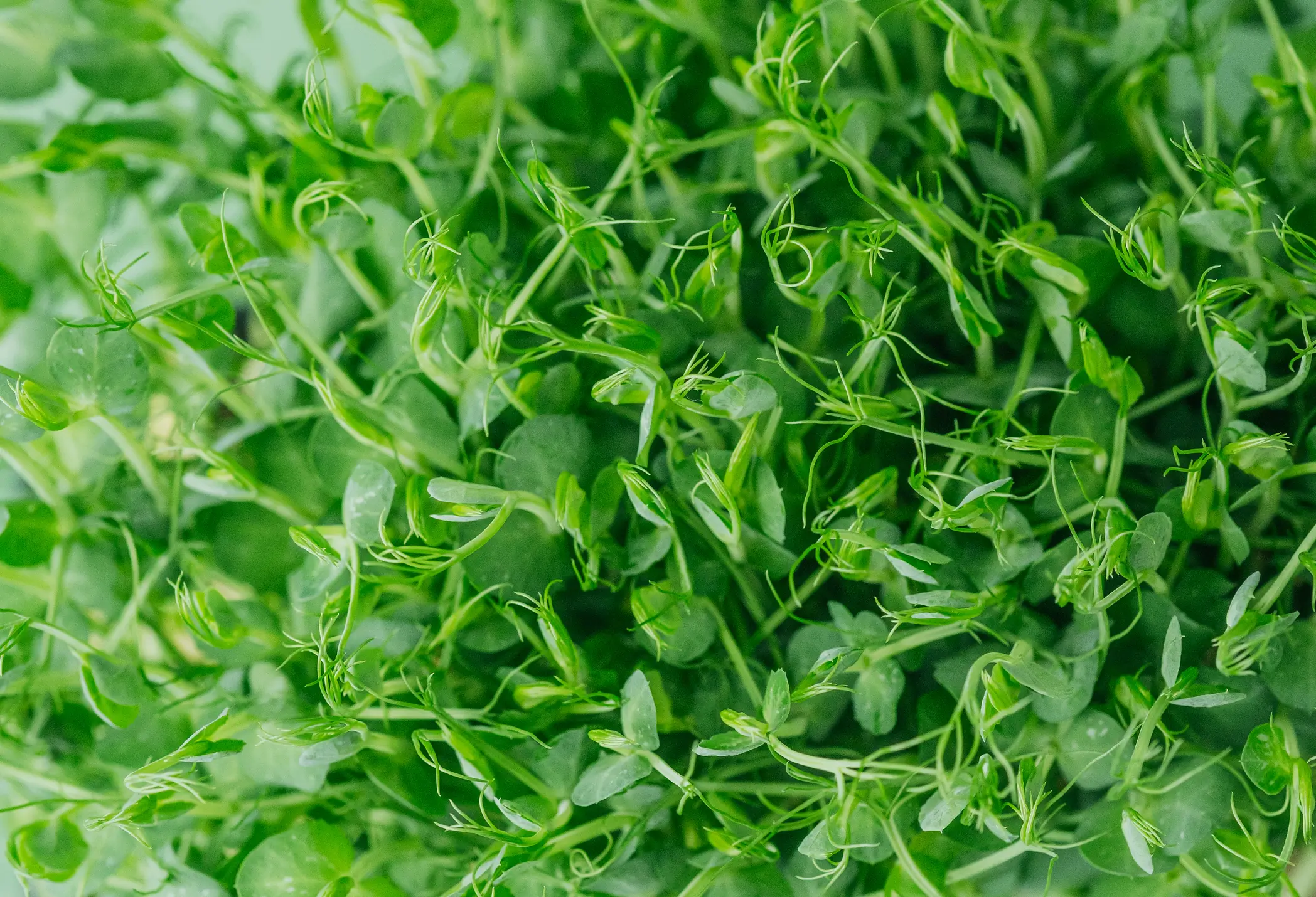 Fresh green microgreens close-up view.