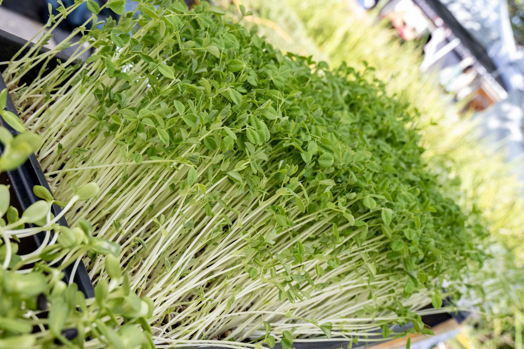 Green sprouts growing in a tray.