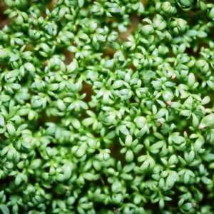 Microgreen Cilantro 4oz