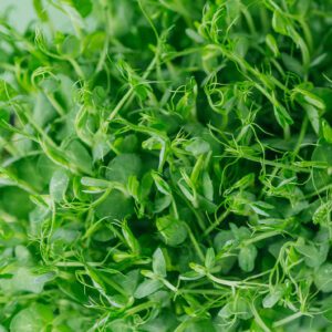 Microgreen Pea Greens 16.oz