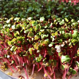 Microgreen Red Radish 4oz