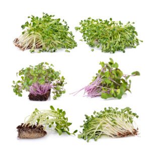 Microgreen Variety